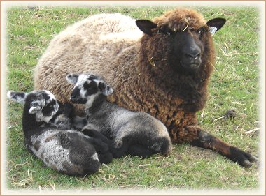 Sweet Home Spun Lambs & Sheep